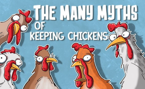 🐔 Chicken Myths Busted: 10 Things People Get Totally Wrong About Chickens