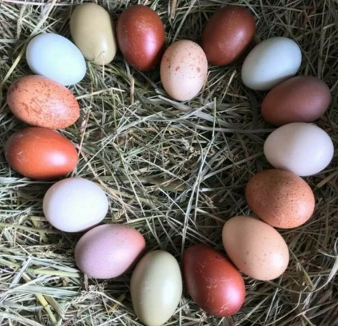 🥚 Chicken Egg Colours: What Do They Mean & Which Breeds Lay What?