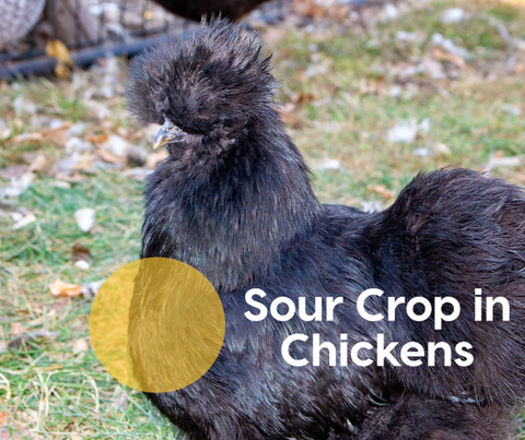 🐔 Sour Crop in Chickens: What It Is, How to Treat It & How to Prevent It