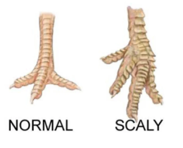 🐓 Scaly Leg Mites in Chickens: What They Are & How to Treat Them