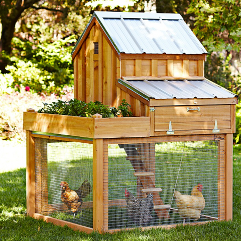 🏙️ 6 Must-Have Urban Coop Supplies for Happy City Chickens