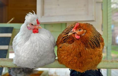 🐔 Why Chickens LOVE to Roost: The Ultimate Guide to Your Flock’s Favorite Nighttime Hangout!