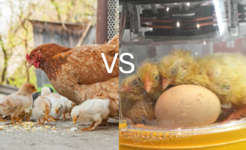 🐥 Incubator-Raised Chicks vs. Hen-Raised Chicks: The Ultimate Showdown! 🐓