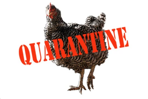 🚨 New Chickens? Quarantine Like a Cluckin’ Pro! 🐓🛑