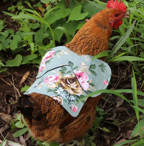 🐔 Hen Saddles: What They Are and Why Your Chickens Might Need Them