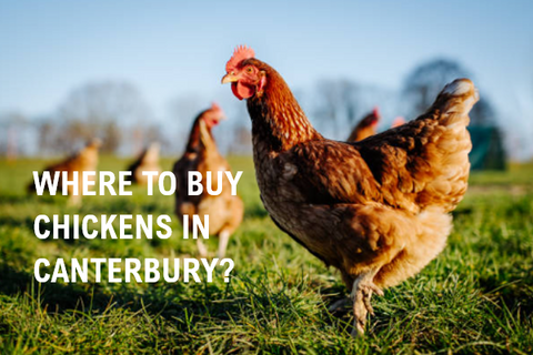 🐔 Where to Buy Chickens in canterbury?🥚🚚