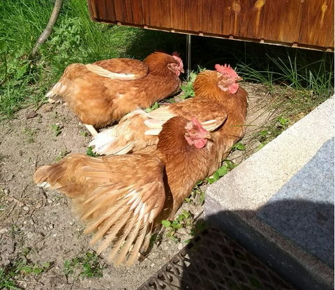 ☀️🐓 How to Care for Chickens in Hot Weather