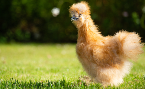 🐔💔 What to Do With a Lonely Chicken
