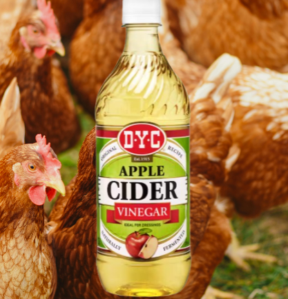 🍎🐔 Apple Cider Vinegar: Why It’s Good for Your Hens