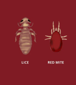 🐔🕷️ Vs 🐔🪳 Red Mites or Lice? Spotting the Difference in Chickens