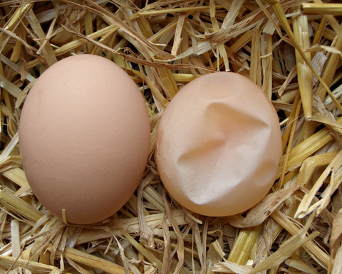🥚😮 Soft Shell Eggs: What Causes Them (and How to Help Your Hens)
