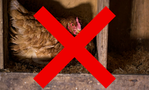 🐔💤 Why Chickens Should NOT Sleep in the Nest Box