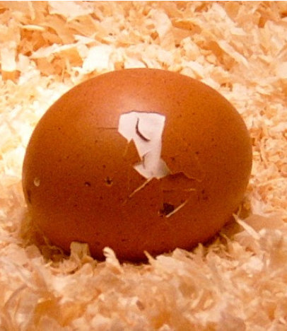 🥚 Why Didn’t My Eggs Hatch? Troubleshooting Common Problems