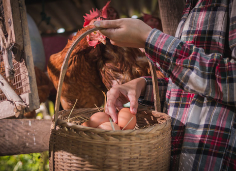 🥚 How to Collect, Store, and Wash Eggs the Right Way