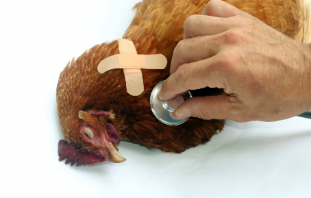 🐓 Is Your Chicken Trying to Tell You Something? Common Chicken Health Issues (and What to Do!)