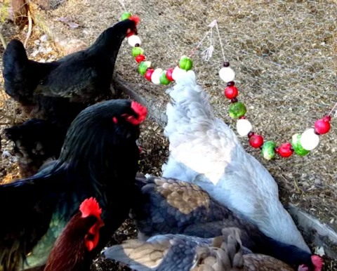 🎄 DIY Christmas Treats for Chickens