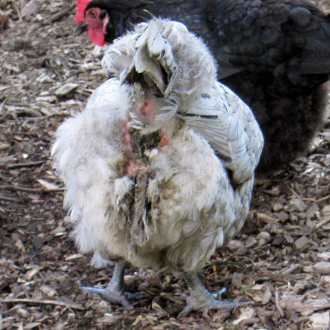 🚿 Vent Gleet in Hens: What You Need to Know