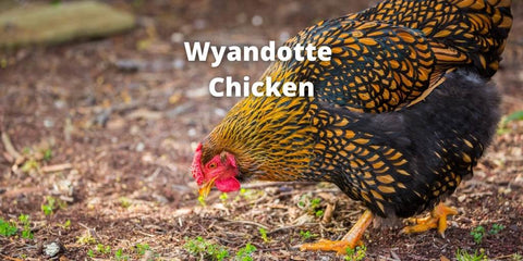 Wyandotte Chicken