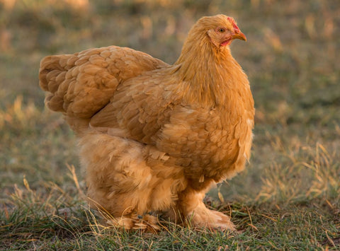 🐓 The A–Z of Chicken Breeds: Cochin
