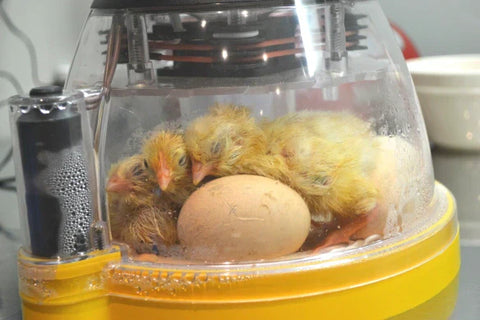 🐣 Pre-Season Checks for Your Brinsea Incubator: Get Hatch-Ready!