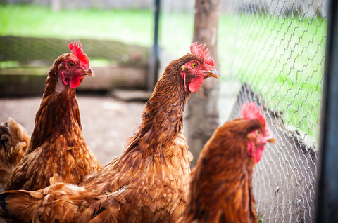 6 Must-Have Urban Chicken Coop Supplies