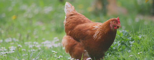 Good health and well being in your poultry