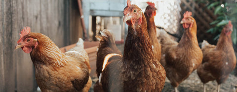 🍂 Autumn Moult Madness: What to Do When Your Hens Look Like Hedgehogs
