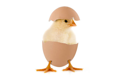 🐣 Hatching Chicks at Home: Your Fun Guide to Using a Brinsea Incubator