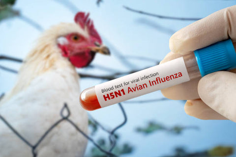 Bird Flu: Is your flock ready? A Chook Manor Guide to Avaian Influenza