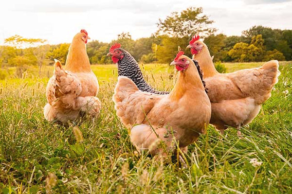 Guide To Happy Healthy Hens
