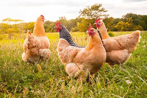 🐔 Chook Manor Ultimate Guide to Happy, Healthy Hens