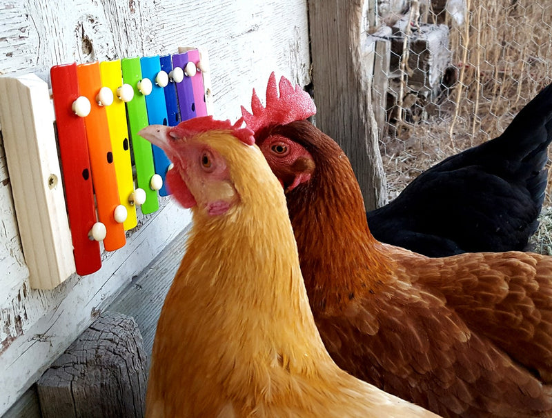 10 Fun Facts About Chickens