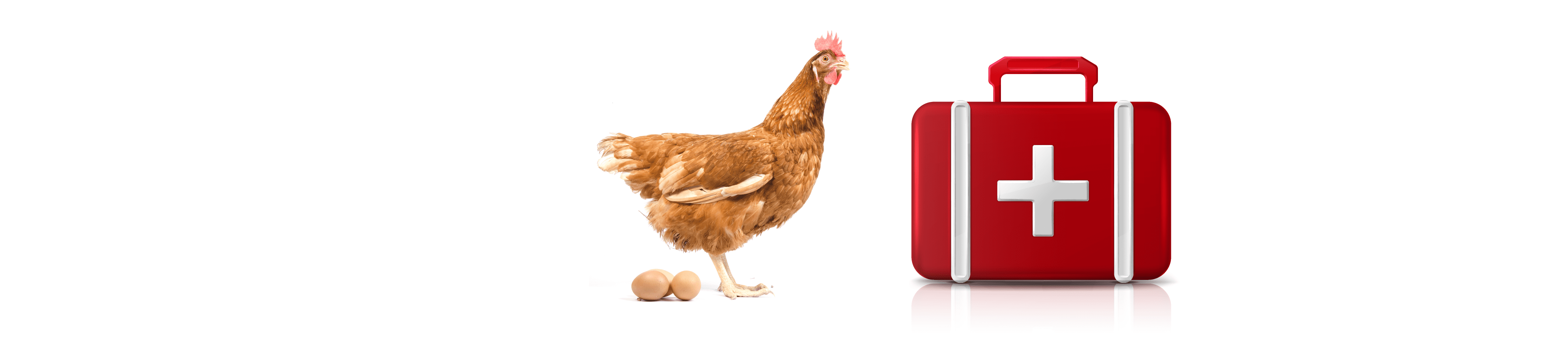Poultry Health & First Aid – Chook Manor Ltd