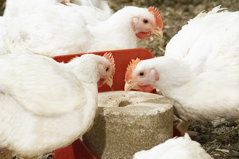Agrivite Nutri-Peck Hard Poultry Pecking Block 5kg