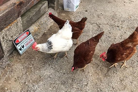"Warning chickens" Metal Coop Sign