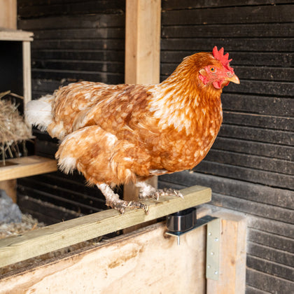 Red Chook Anti Red Mite Kit – Chook Manor Ltd