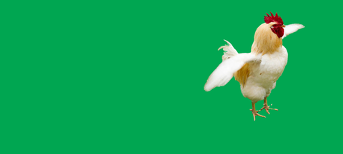 Double Cluck Bucks Day!
