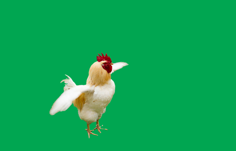 Double Cluck Bucks Day!