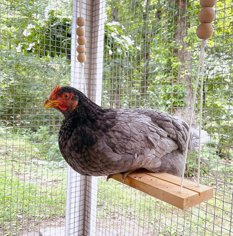 Chicken Coop Swing