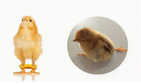 Leg Braces for Spraddle Leg  (1 to 3 Days Newly Hatched) 2 pack