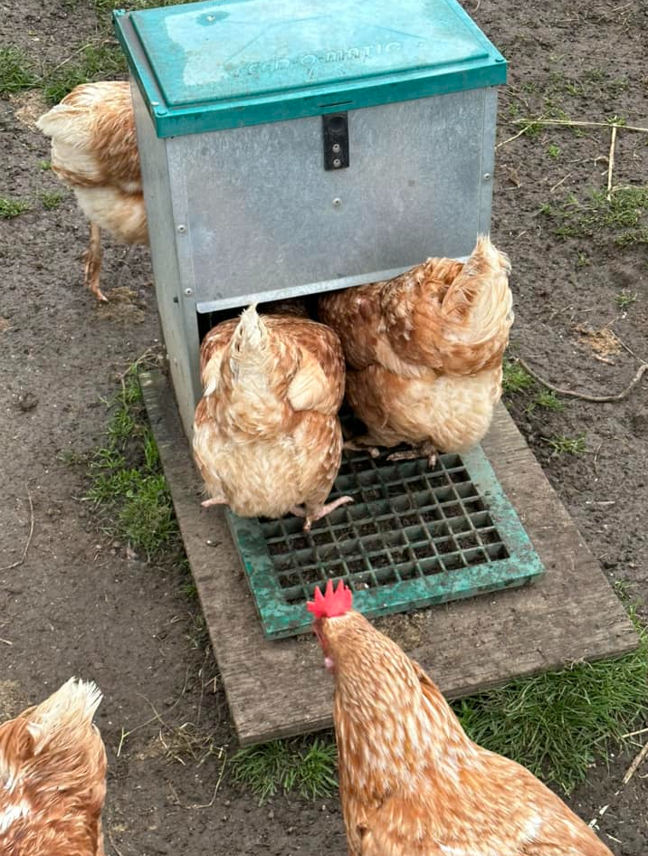 Feed-o-Matic Automatic Chicken Feeder 12kg