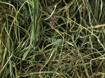 Topflite Meadow Hay