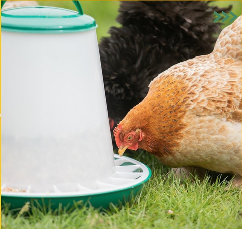 Chicken Feeder 10kg with Handle & Cover