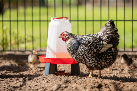 Chicken Drinker 10 Litre + 10kg Feeder Combo