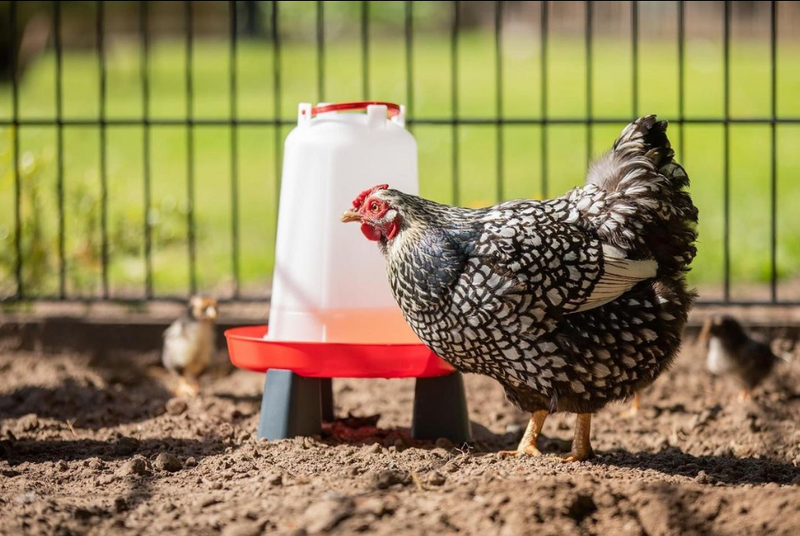 Drink-o-Matic 6L Poultry Drinker with Legs