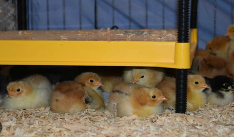 Brinsea EcoGlow Safety 600 Chick Brooder