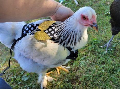 Chicken Harness with lead Black