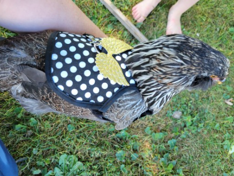 Chicken Harness with lead Black