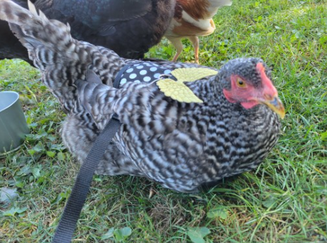 Chicken Harness with lead Black