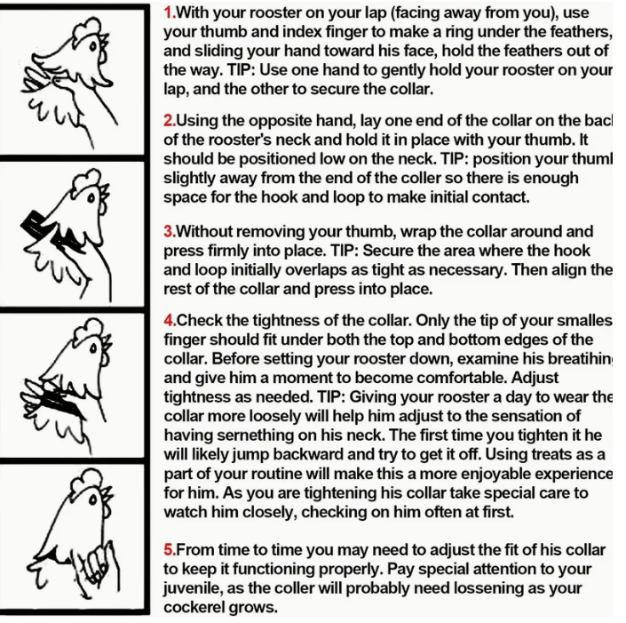 No Crow Rooster Collar 2 Pack